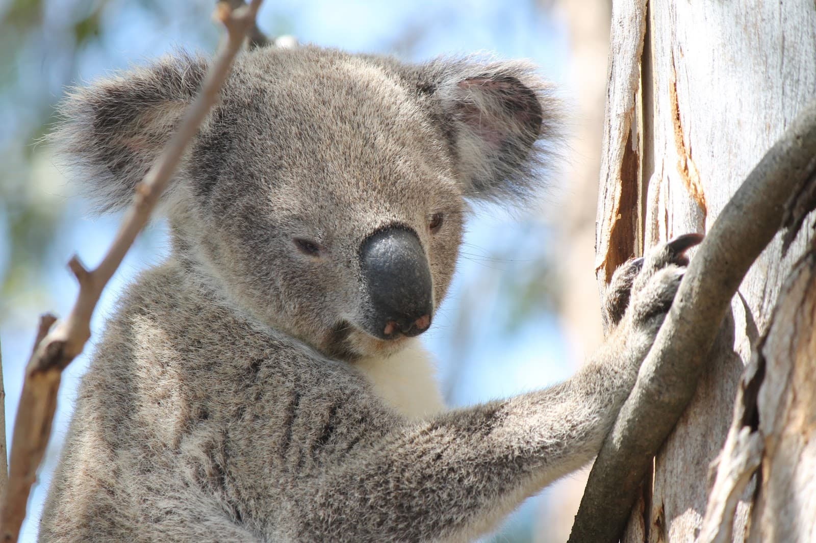 Thornlands - Image 1