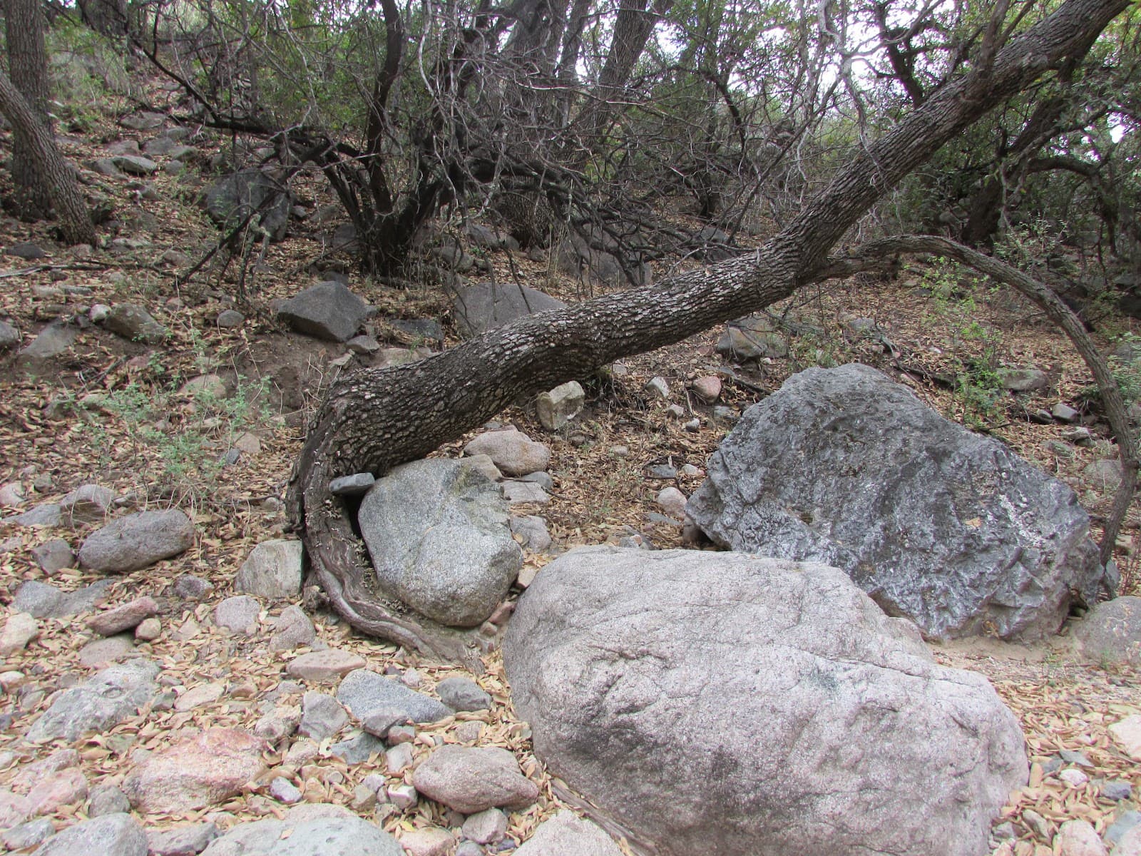 Montosa Canyon - Image 1