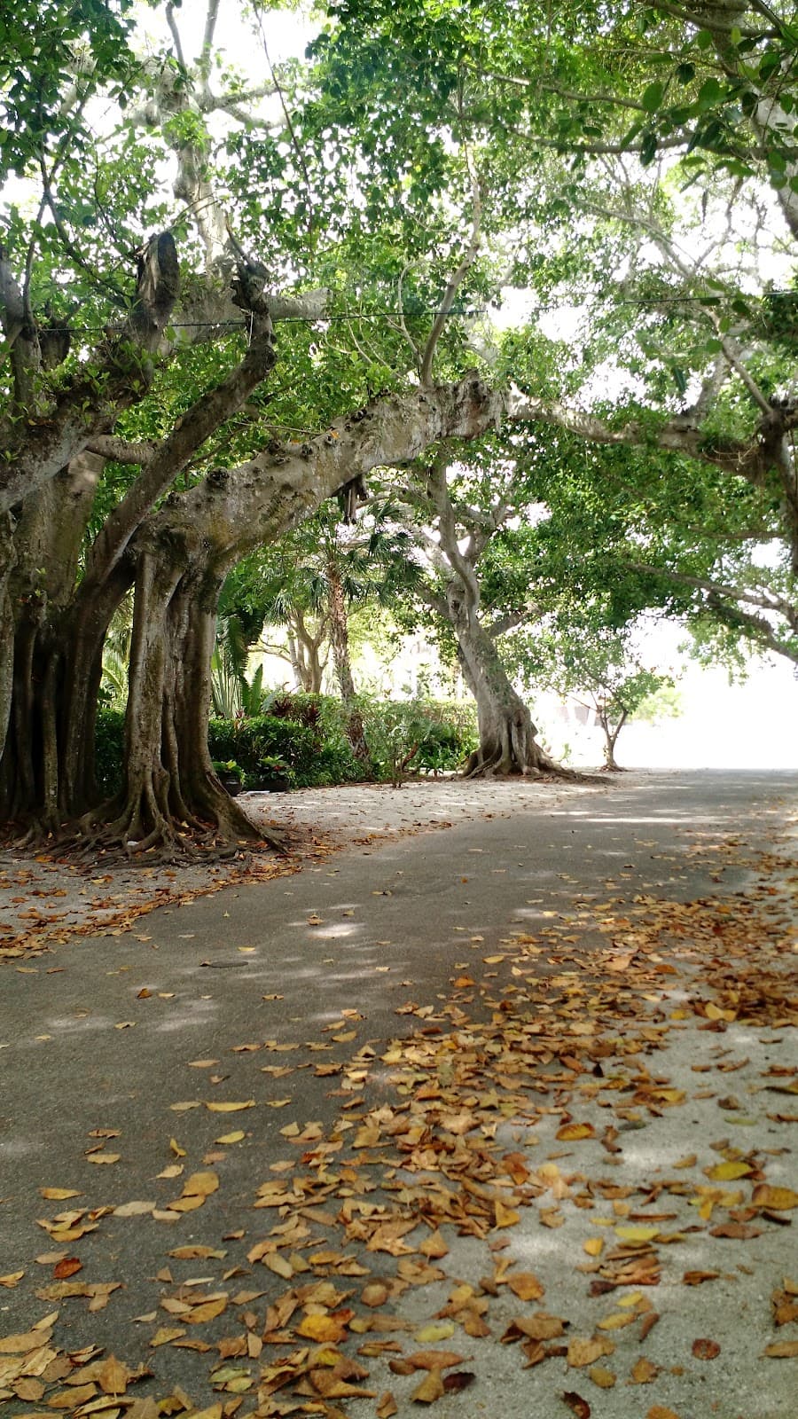 Banyan Street Boca Grande - Image 1