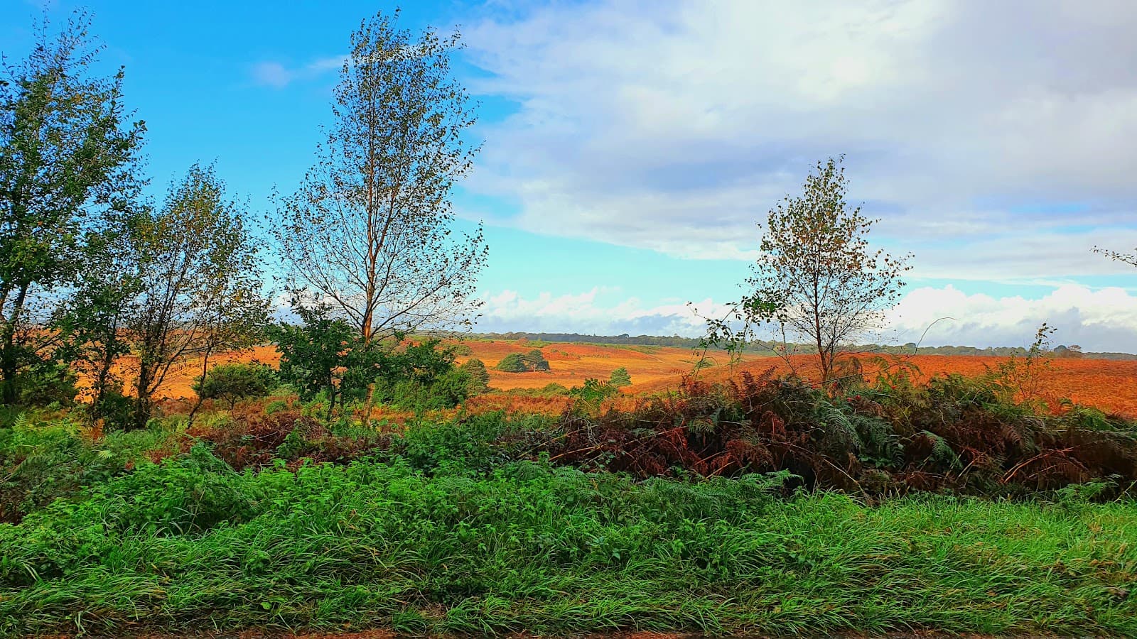 Burley Hampshire - Image 1