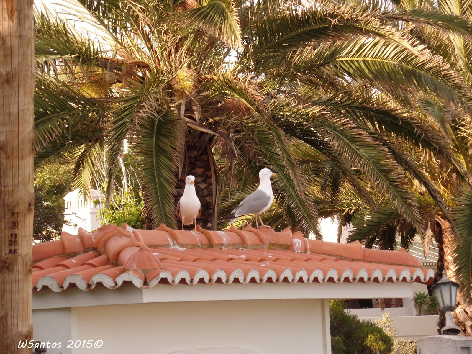 Porches Algarve - Image 1