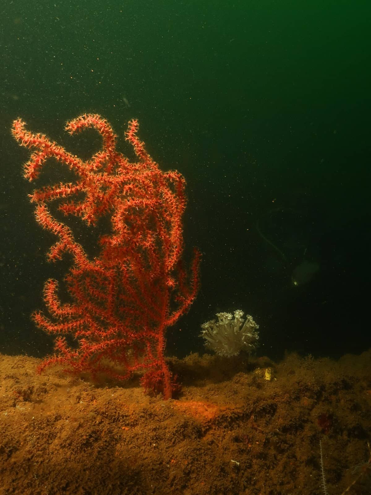 Subic Bay's Underwater Museum