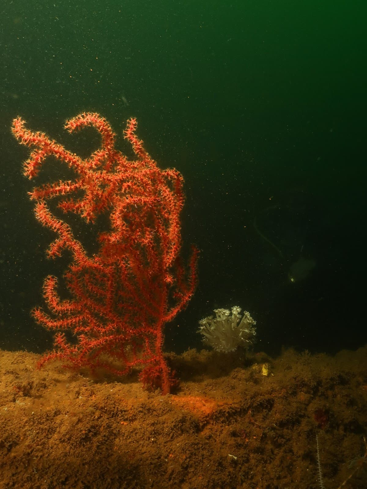 USS New York Wreck - Image 1