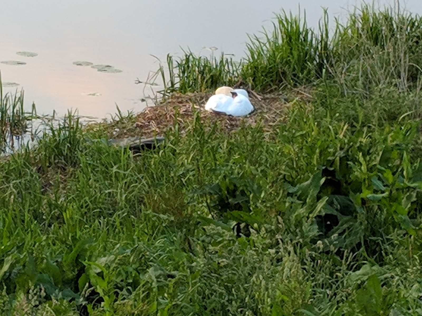 Stanground Wash Nature Reserve - Image 1