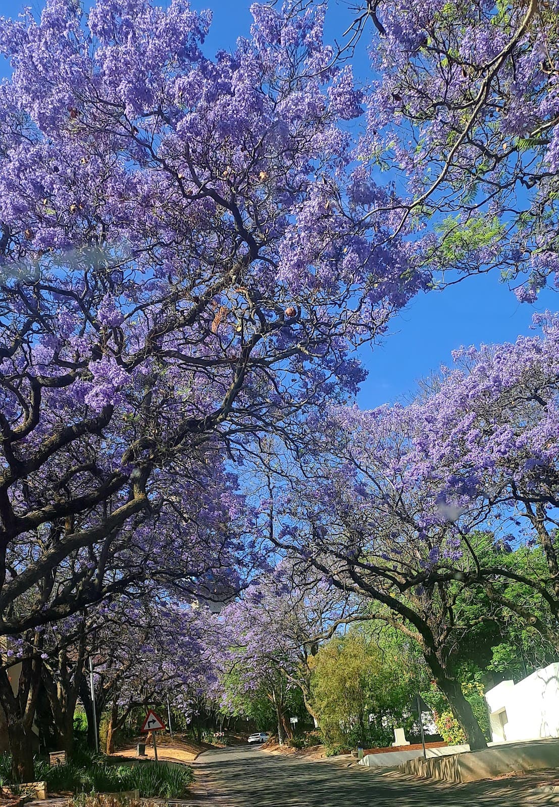 Muckleneuk Pretoria - Image 1