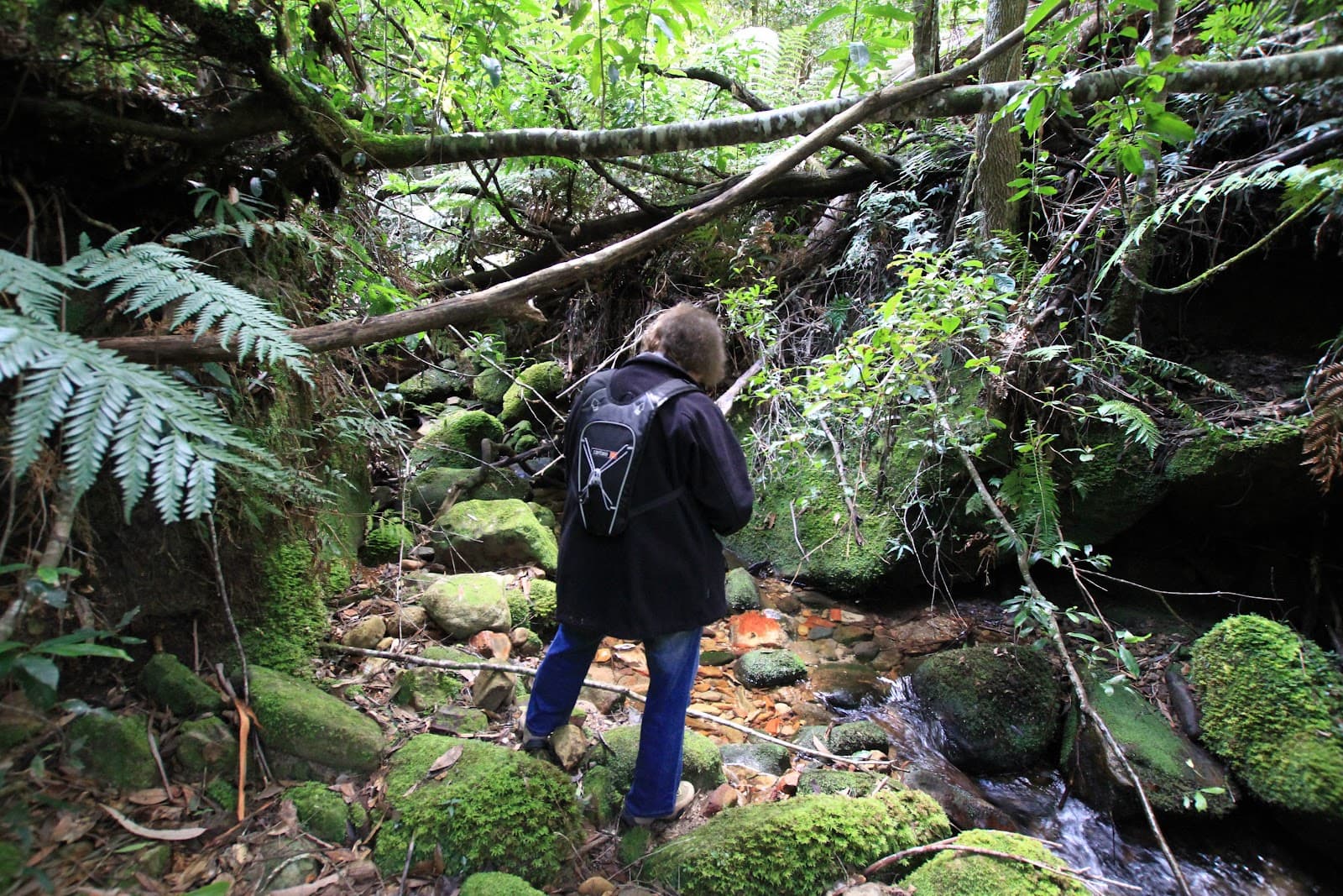 Coachwood Glen Nature Trail - Image 1