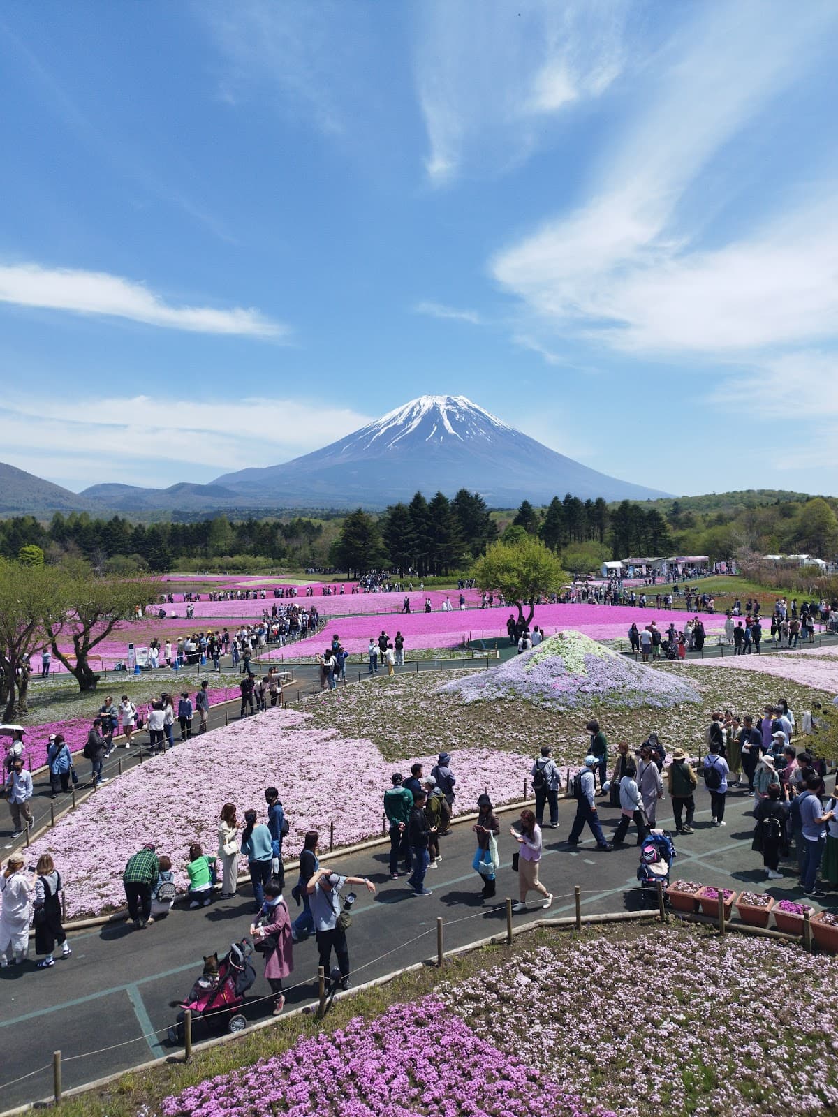 Fuji Shibazakura Festival Kawaguchi Japan - Image 1