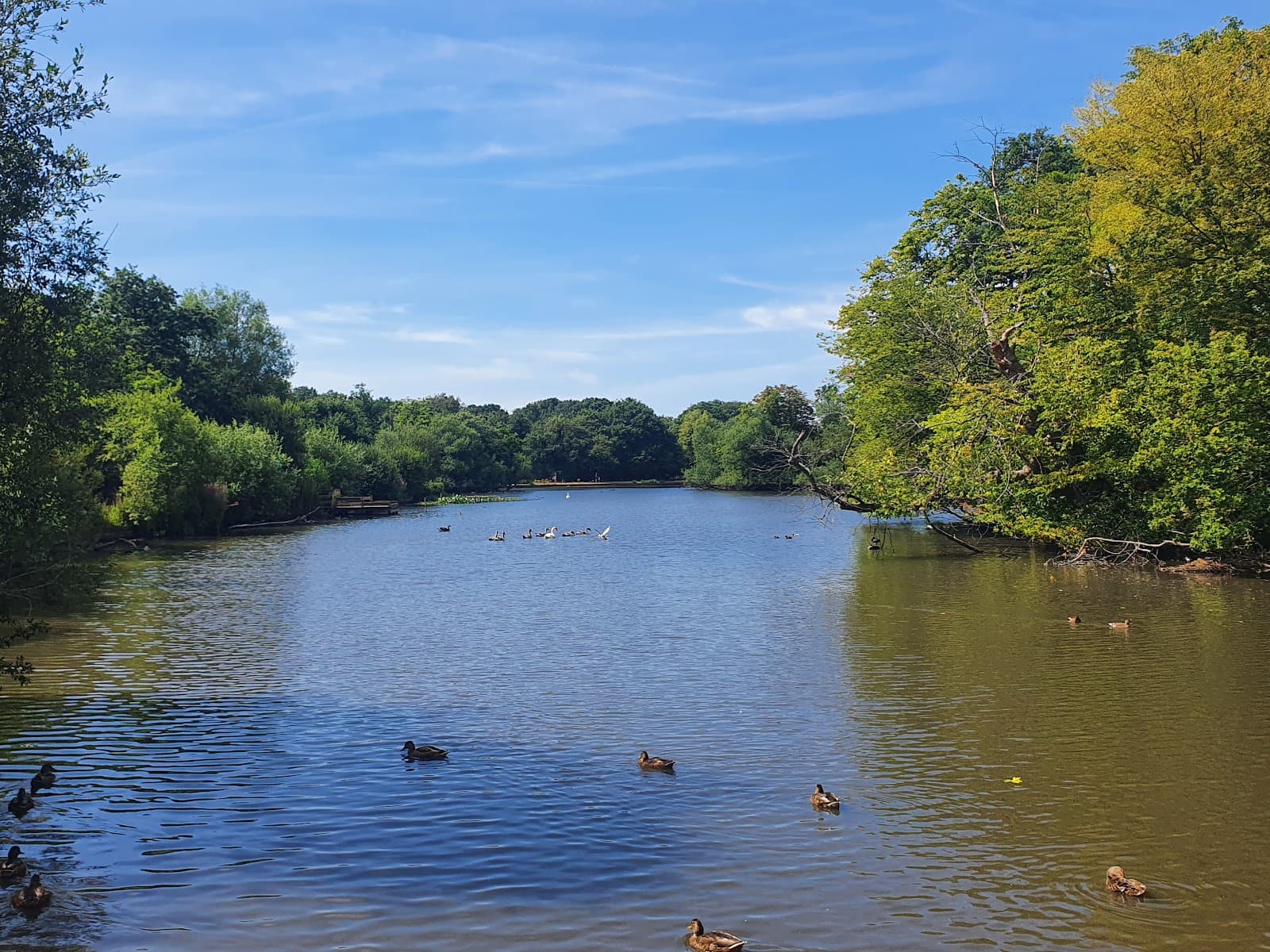 Epping Forest (southern) - Image 1