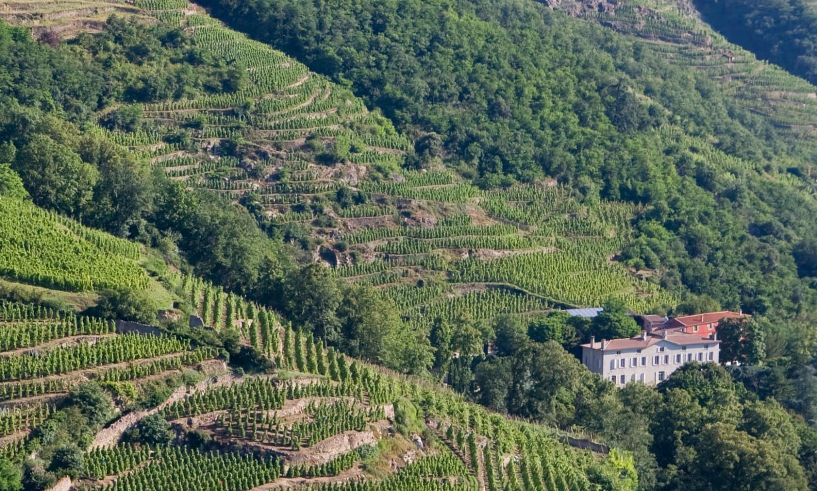 Côte-Rôtie Vineyards (Ampuis) - Image 1