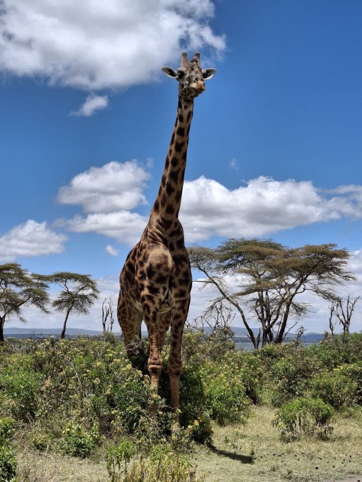 Crescent Island Game Park Naivasha - Image 1