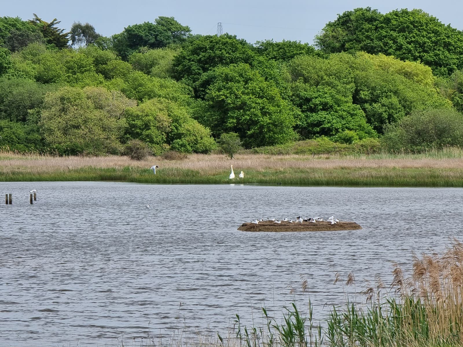 Hook with Warsash Nature Reserve - Image 1