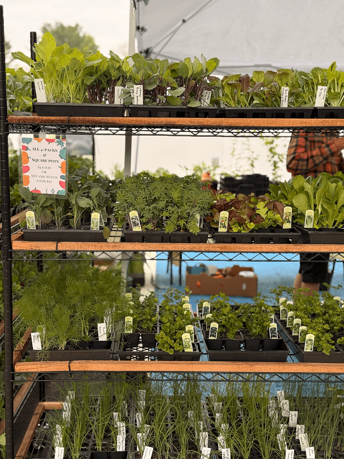 Live Music & Atmosphere