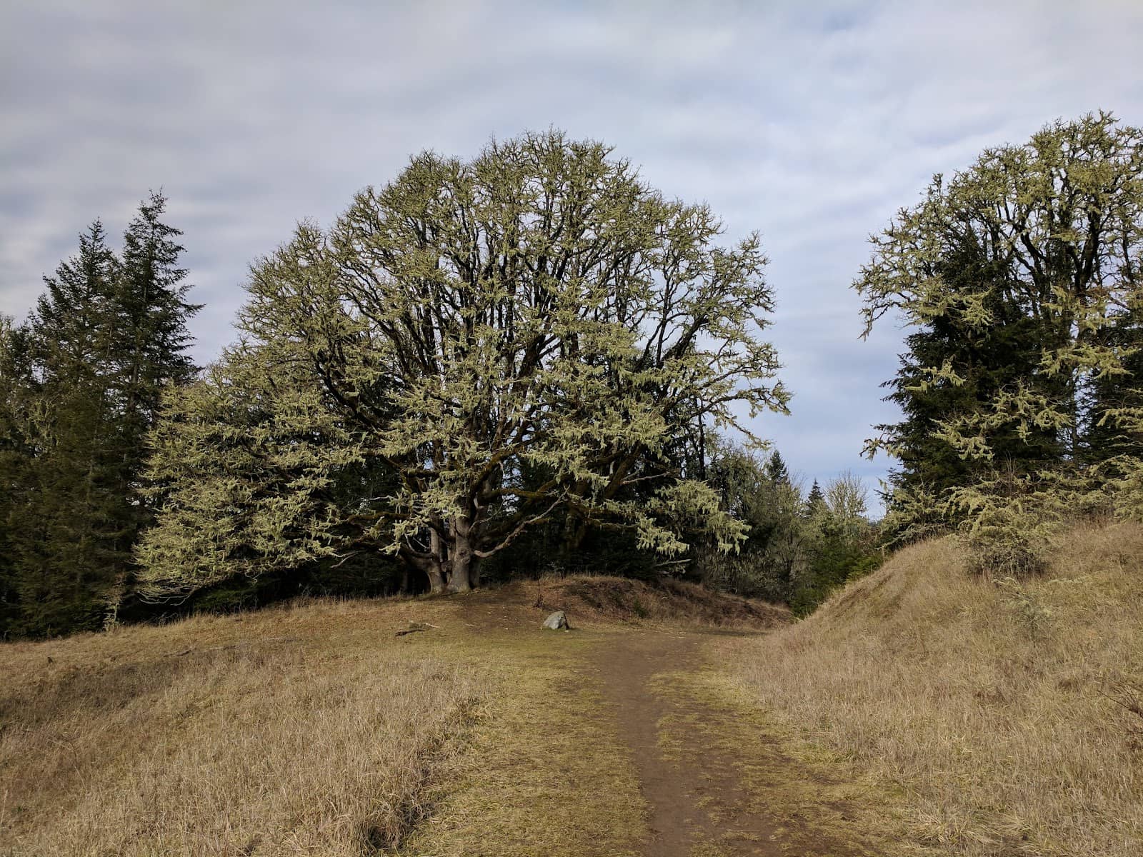 Mystical Forest Trails