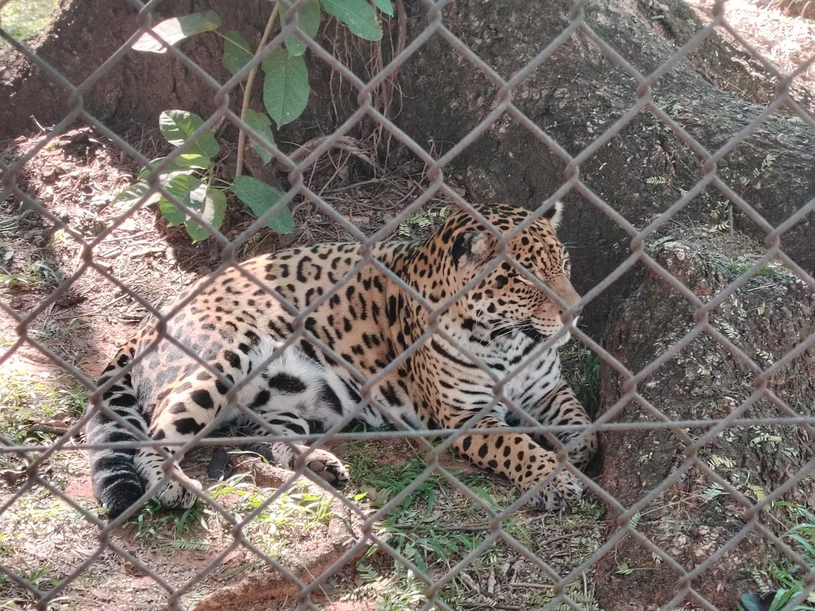Jardín Botánico y Zoológico Asunción - Image 1