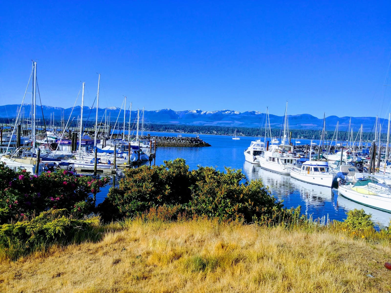 Comox Harbour & Marina - Image 1