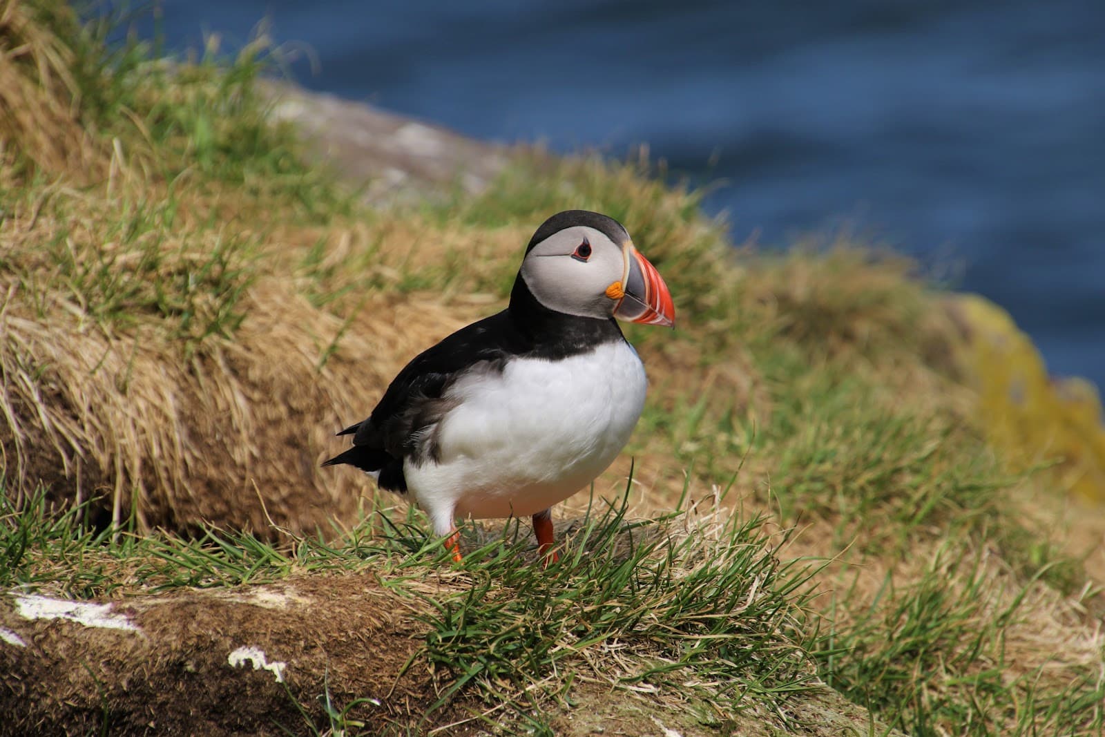 Borgarfjörður Eystri East Fjords - Image 1