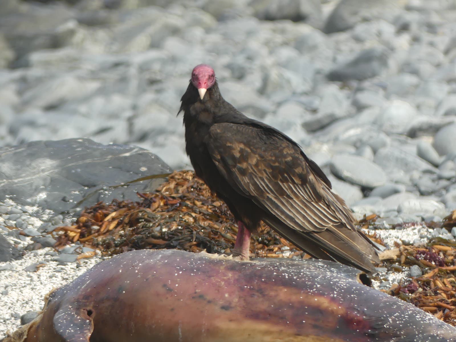 Punta de Choros Chile - Image 1