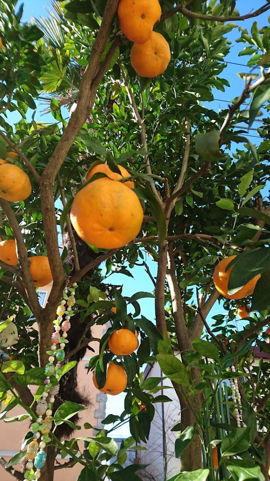 Horie Osaka - Image 1