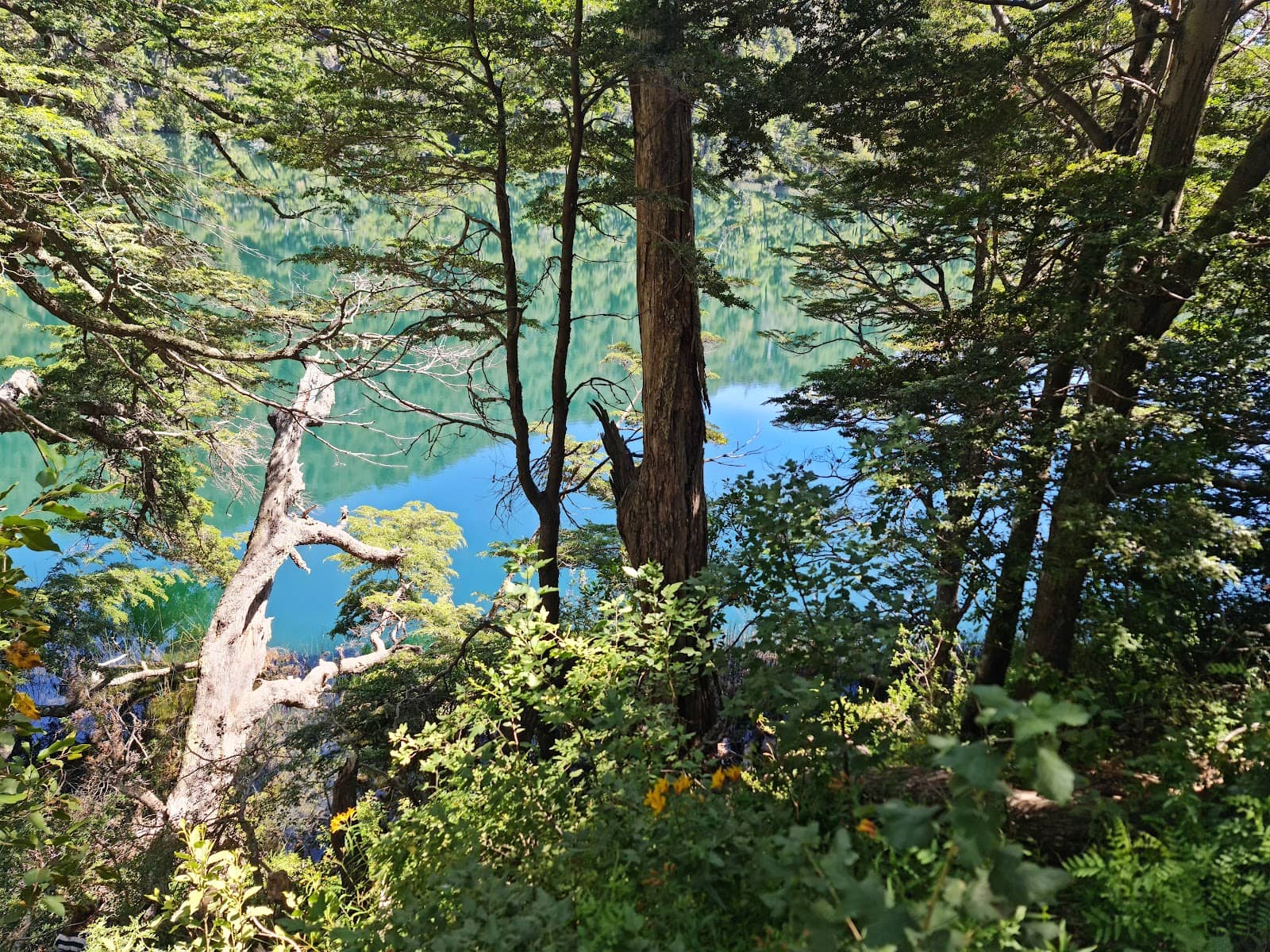 Trekking Through Patagonian Forests