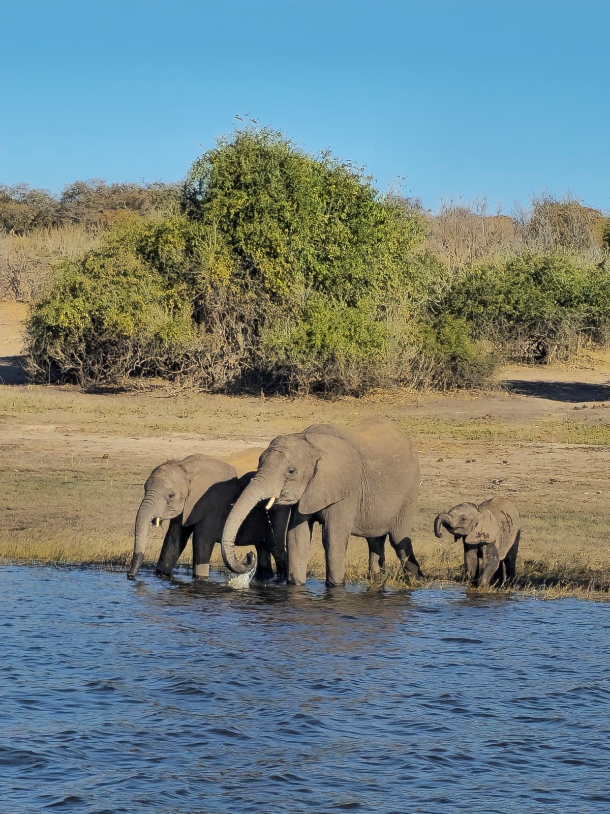 Chobe National Park - Image 1