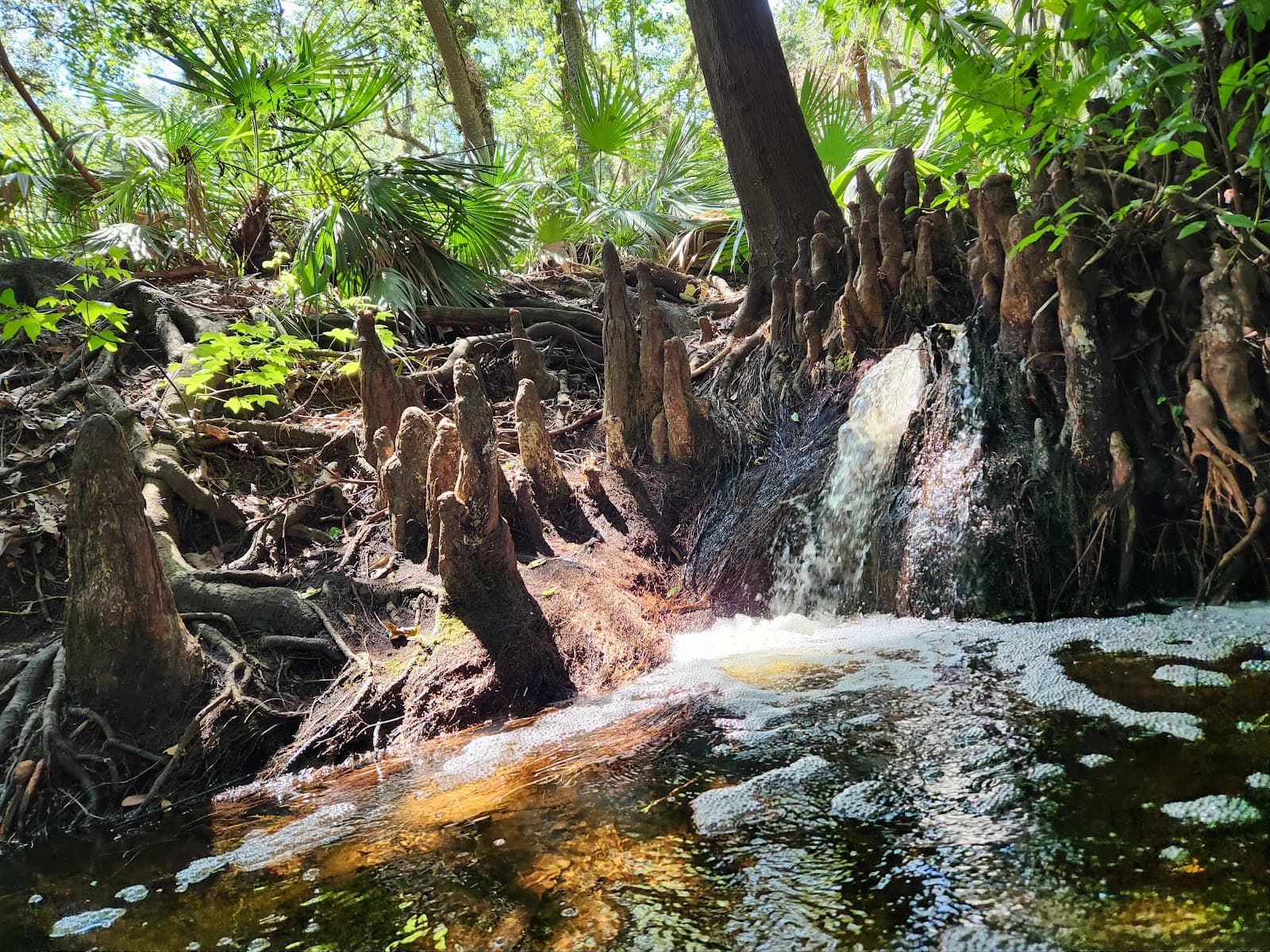 Florida Trail (near Boonie Falls) - Image 1
