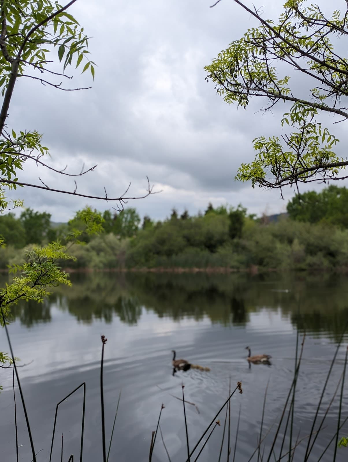 Tule Ponds at Tyson Lagoon - Image 1