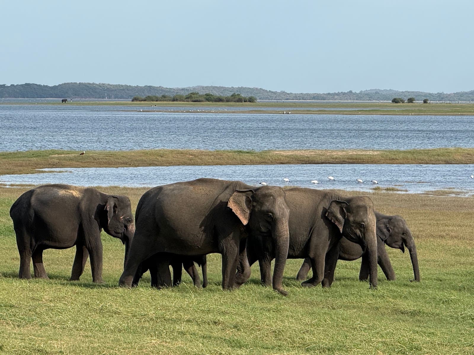 Kaudulla National Park - Image 1