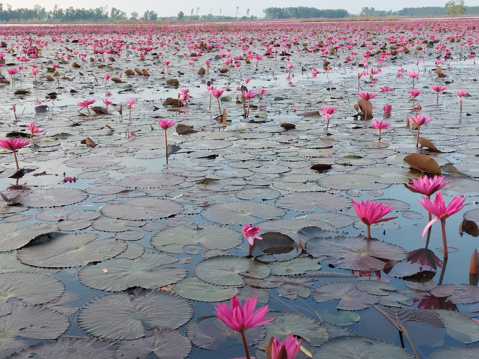 Bueng Borapet - Image 1