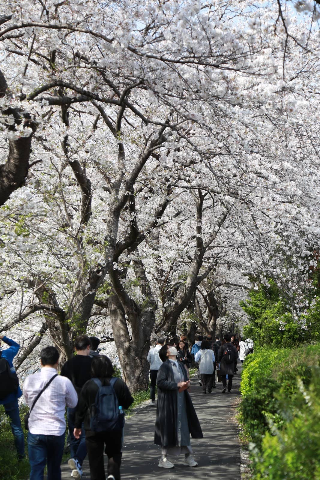 Canola Flowers & Sakura