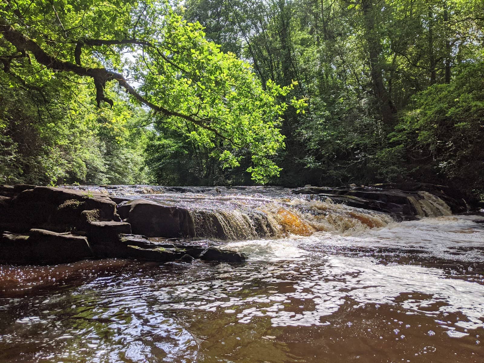 Clyde Valley Woodlands