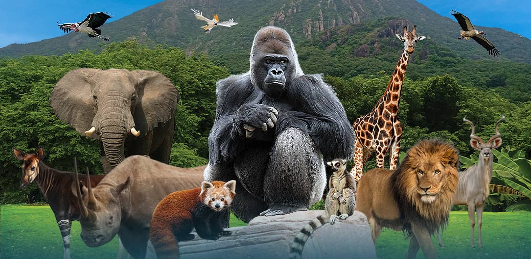 Diverse Animal Collection