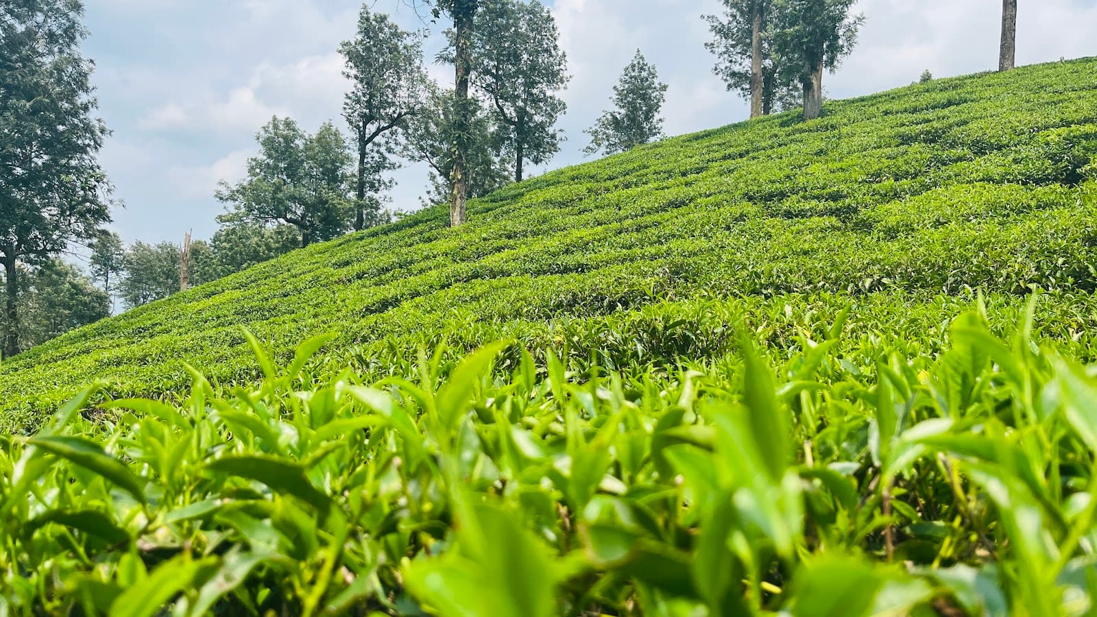 Meppadi Tea Estate Drive - Image 1