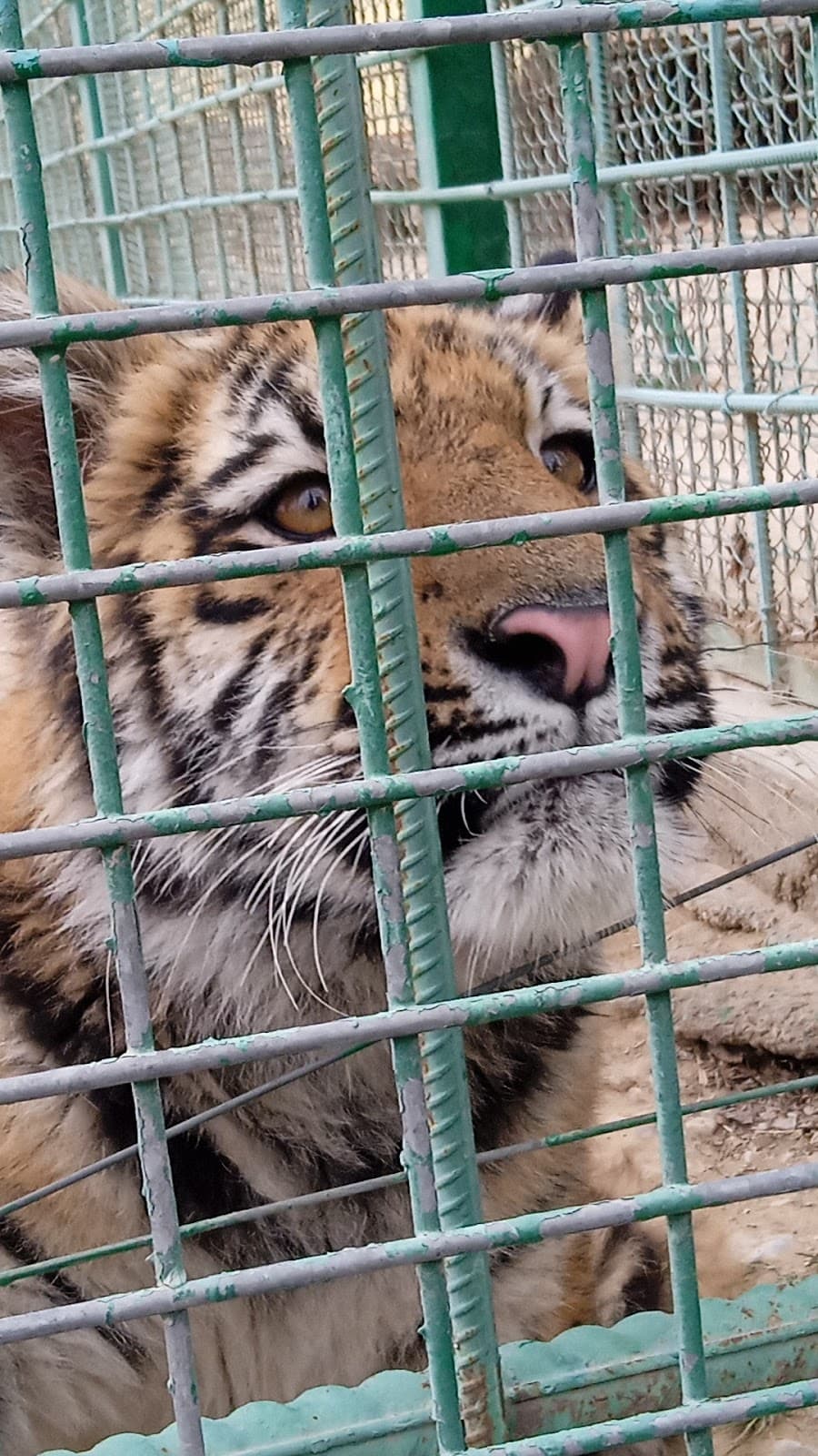 Ashgabat Zoo - Image 1