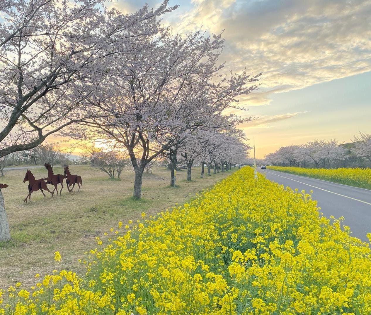 Noksan-ro Canola Road - Image 1