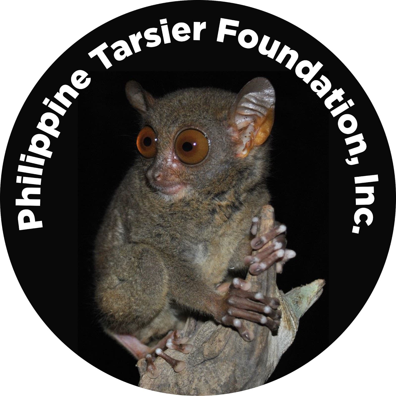 Philippine Tarsier Sanctuary Corella - Image 1