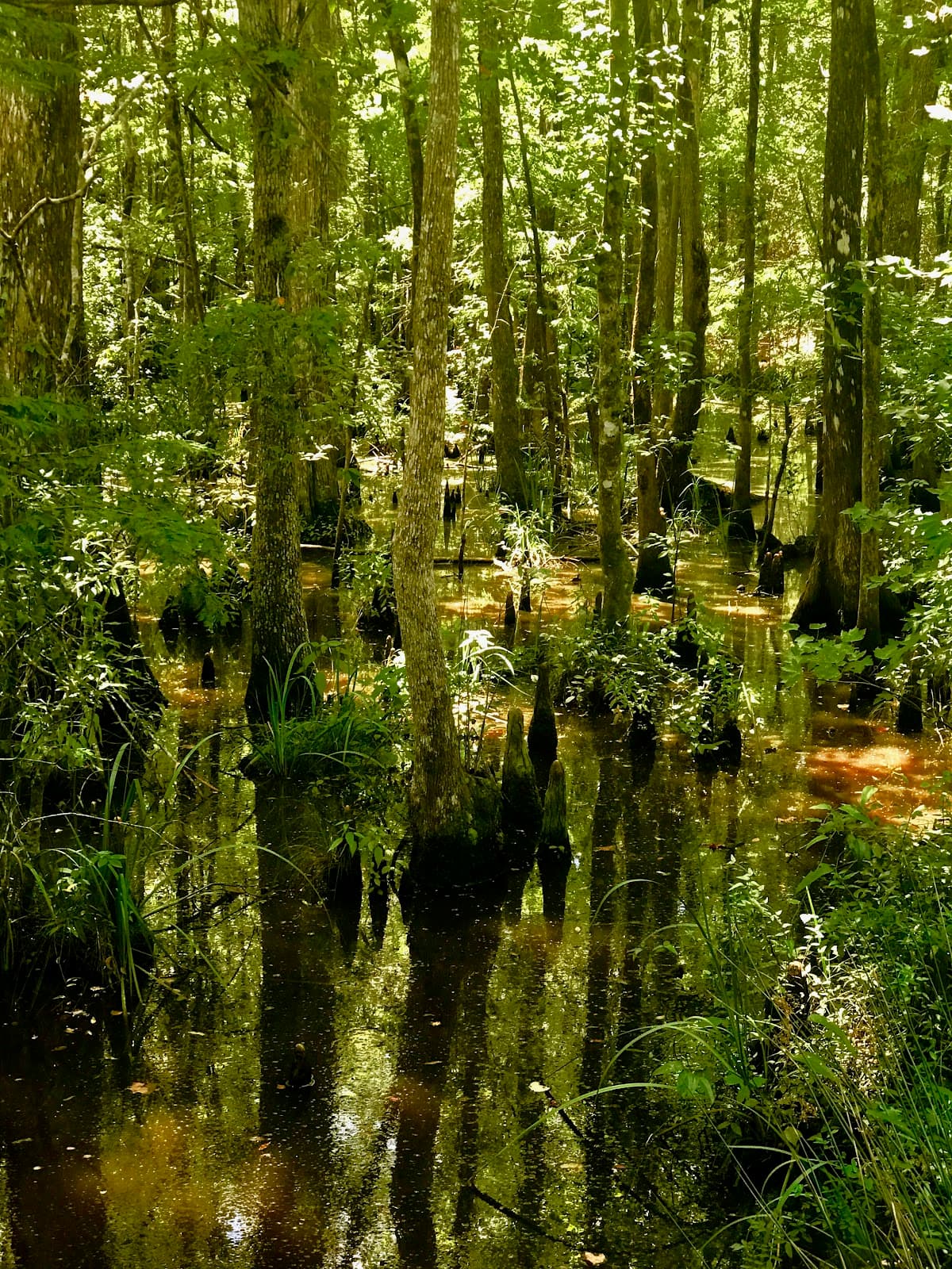 Plantersville Scenic Byway - Image 1