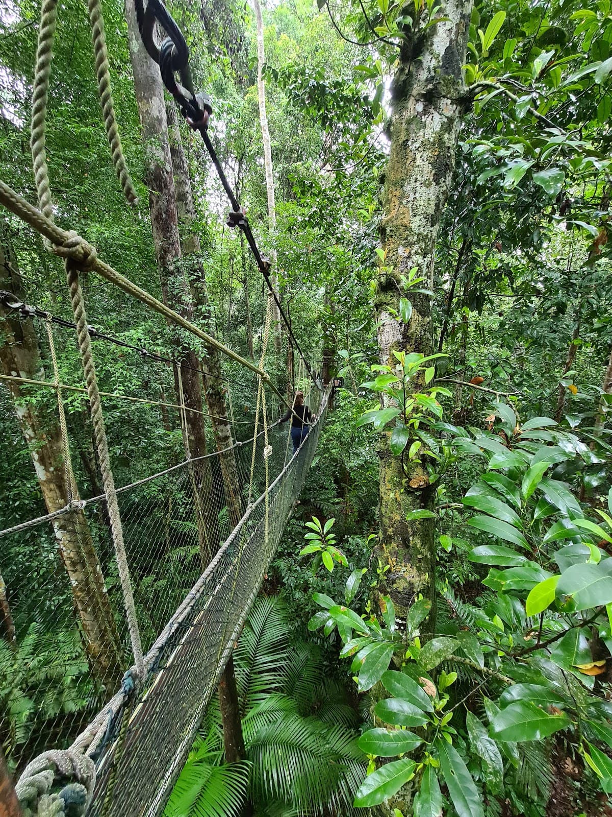 Taman Negara National Park - Image 1