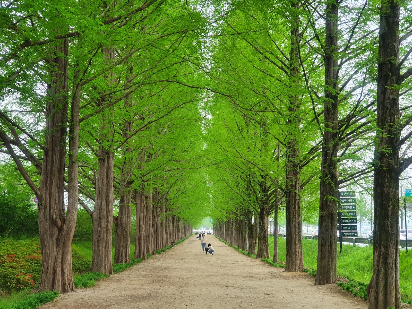 Damyang Metasequoia Road - Image 1