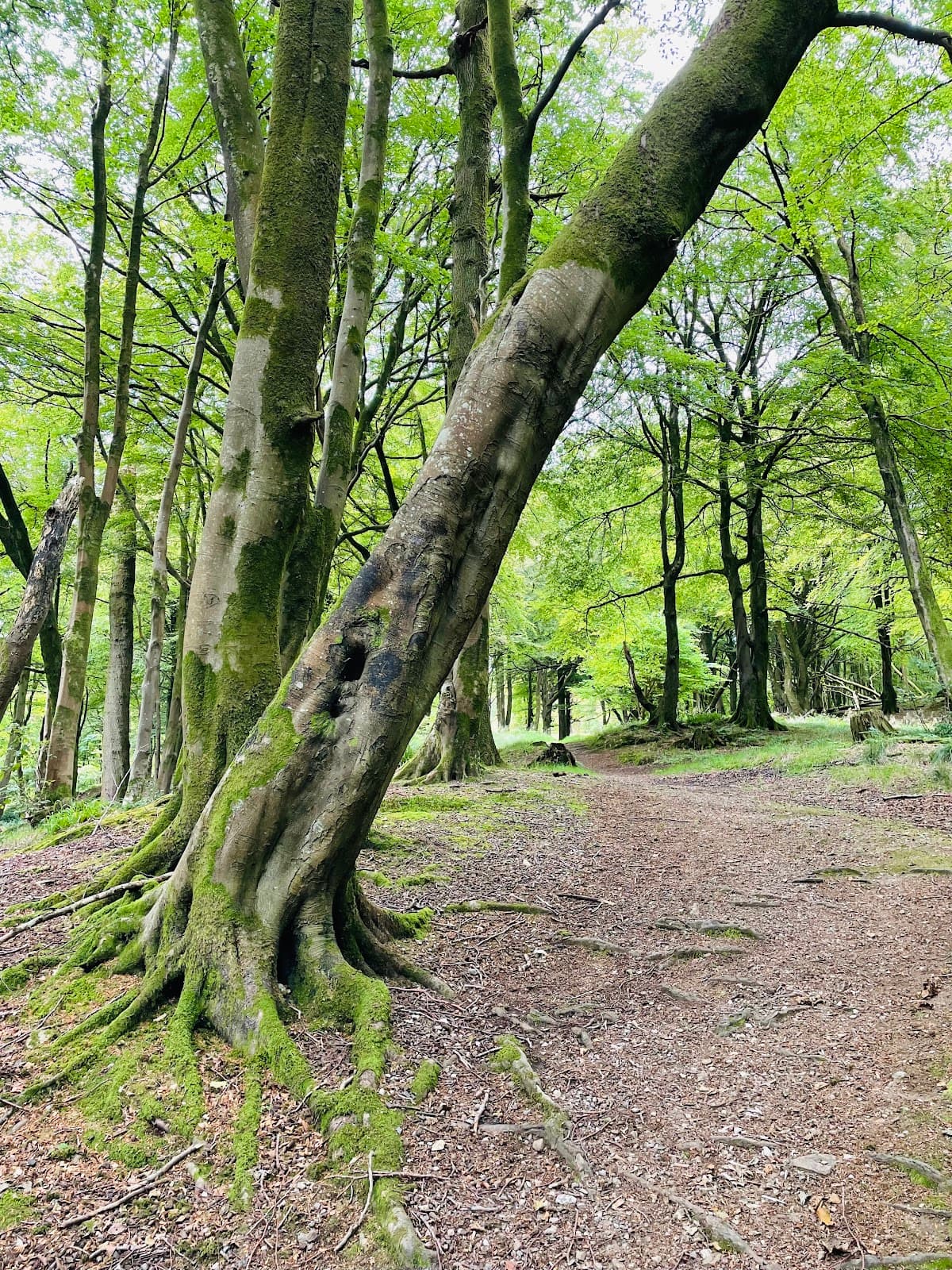Skeoch Woods - Image 1
