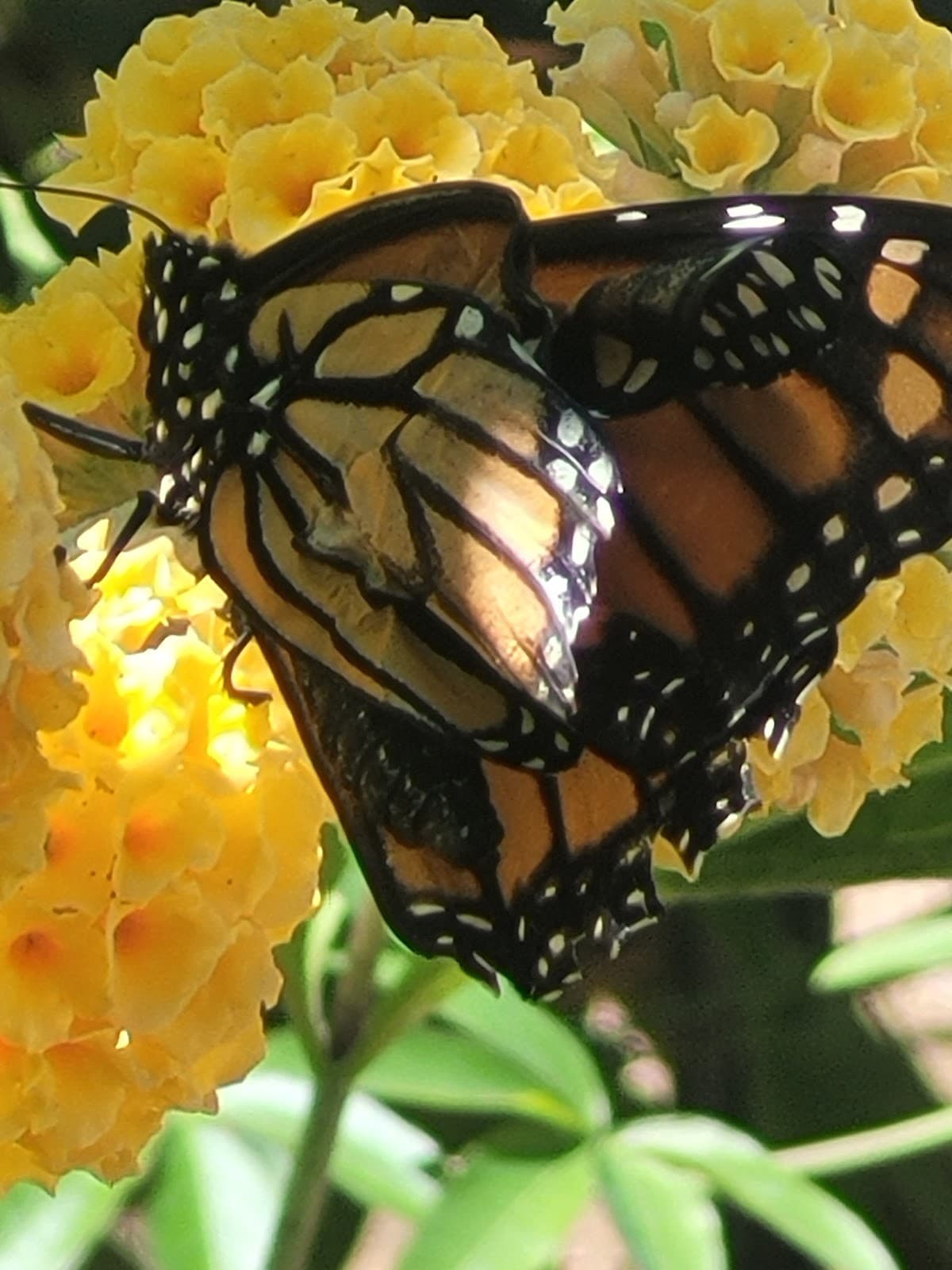 Elkton Butterfly Pavilion & Fort Umpqua - Image 1
