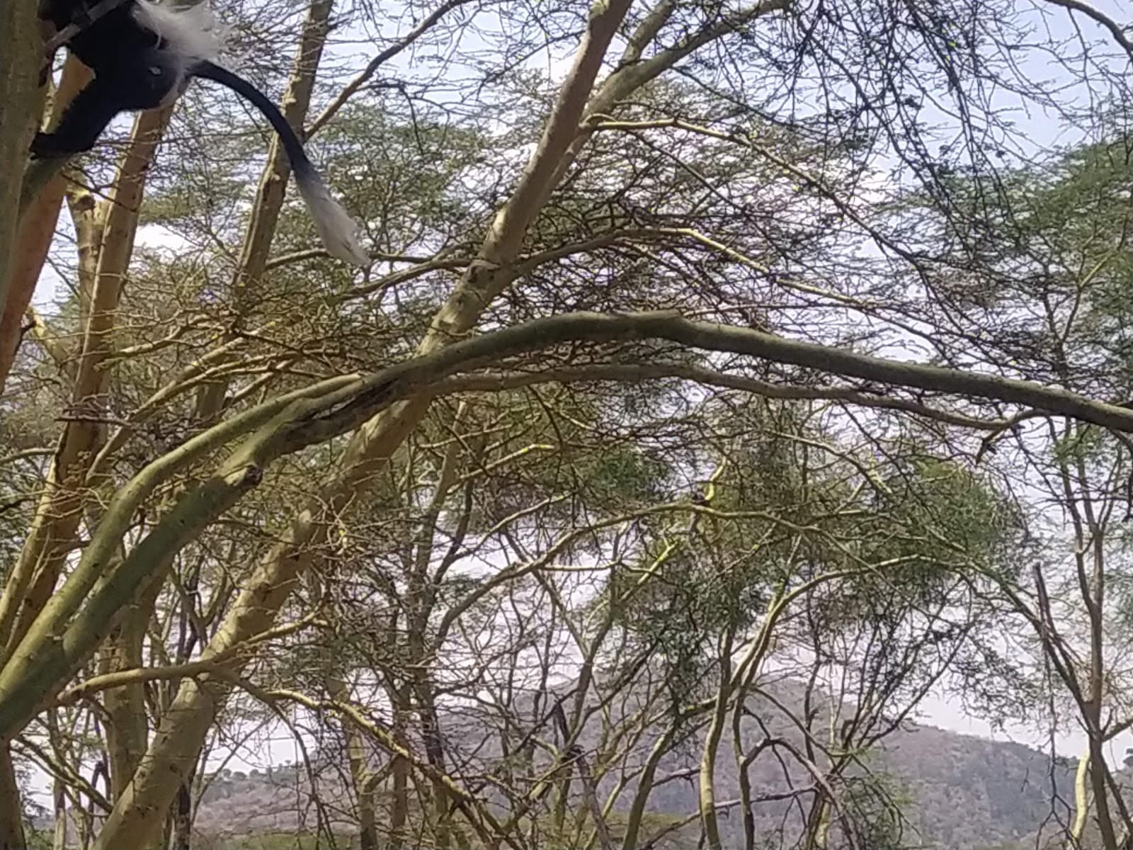 Wileli Conservancy - Image 1