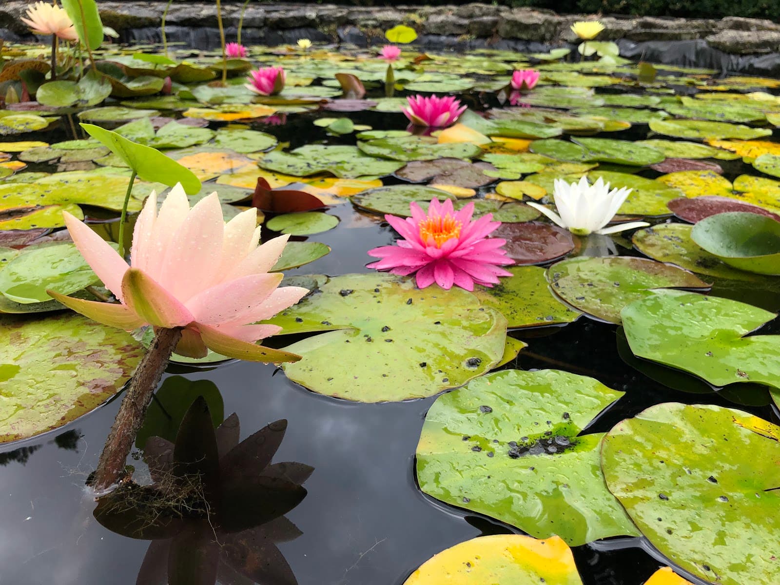 Waihi Waterlily Gardens - Image 1