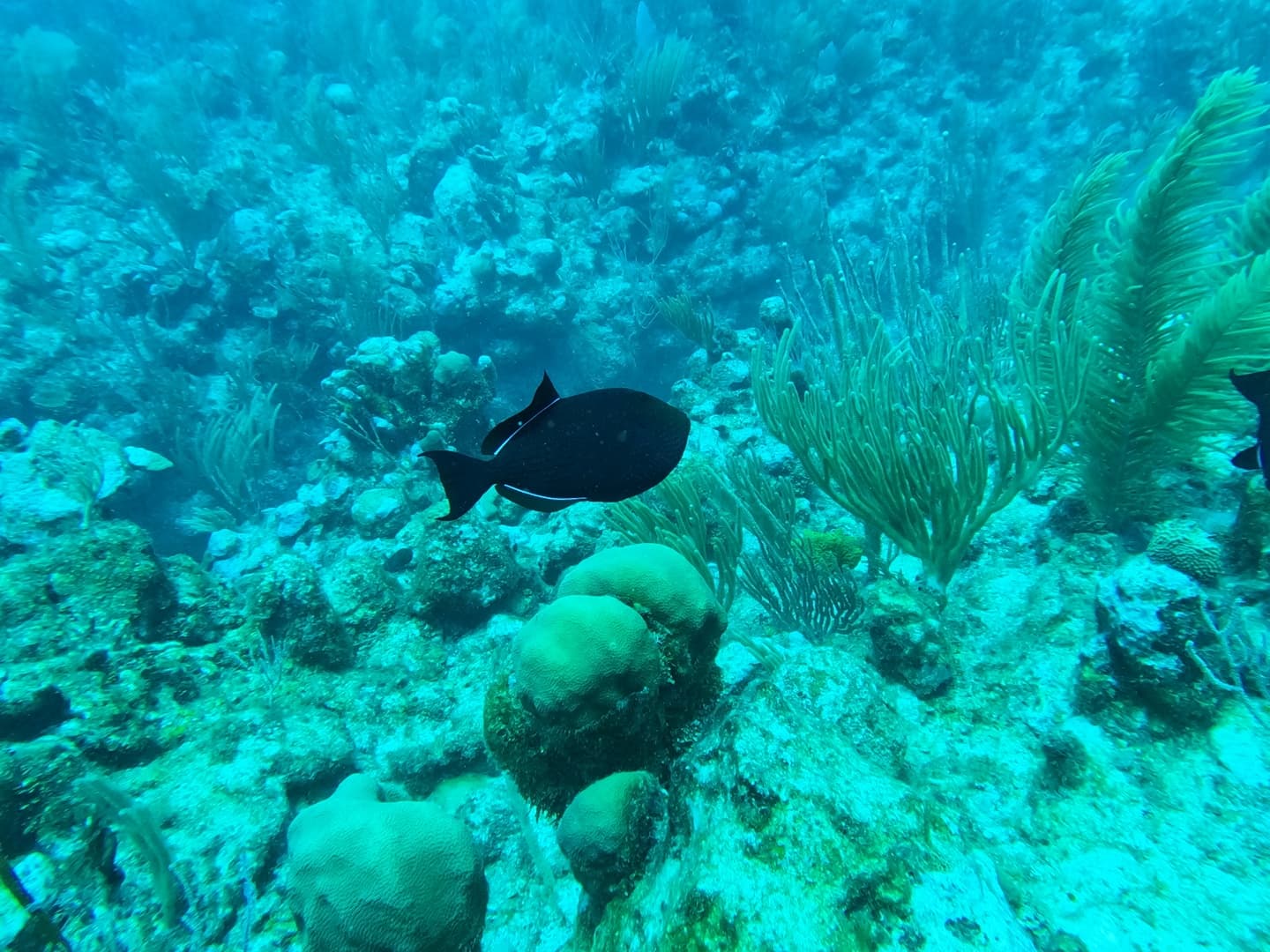 Tackle Box Canyons - Image 1