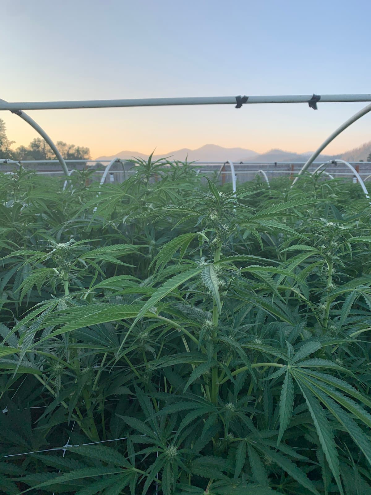 Applegate Valley Wine Trail - Image 1