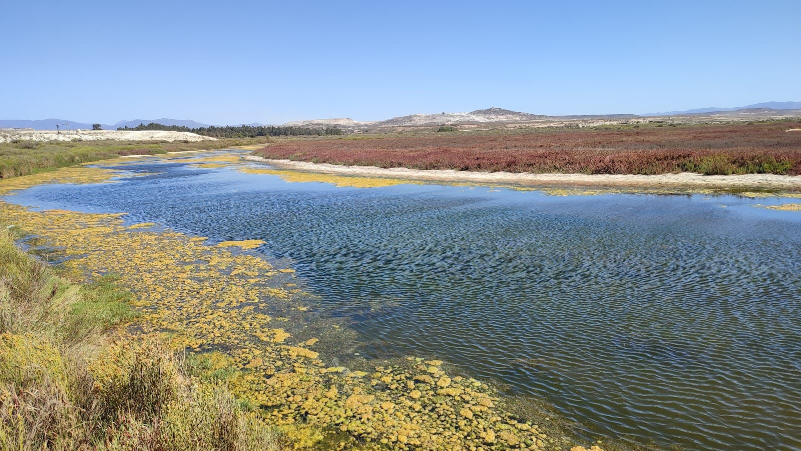 Tongoy Wetlands (Pachingo & Salinas Chica) - Image 1