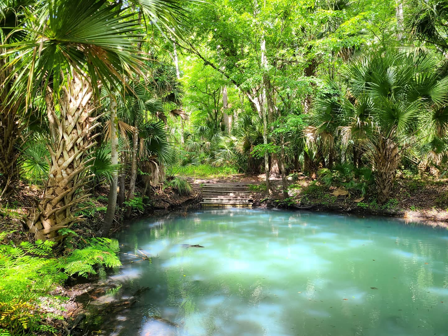 Spring Hammock Preserve - Image 1