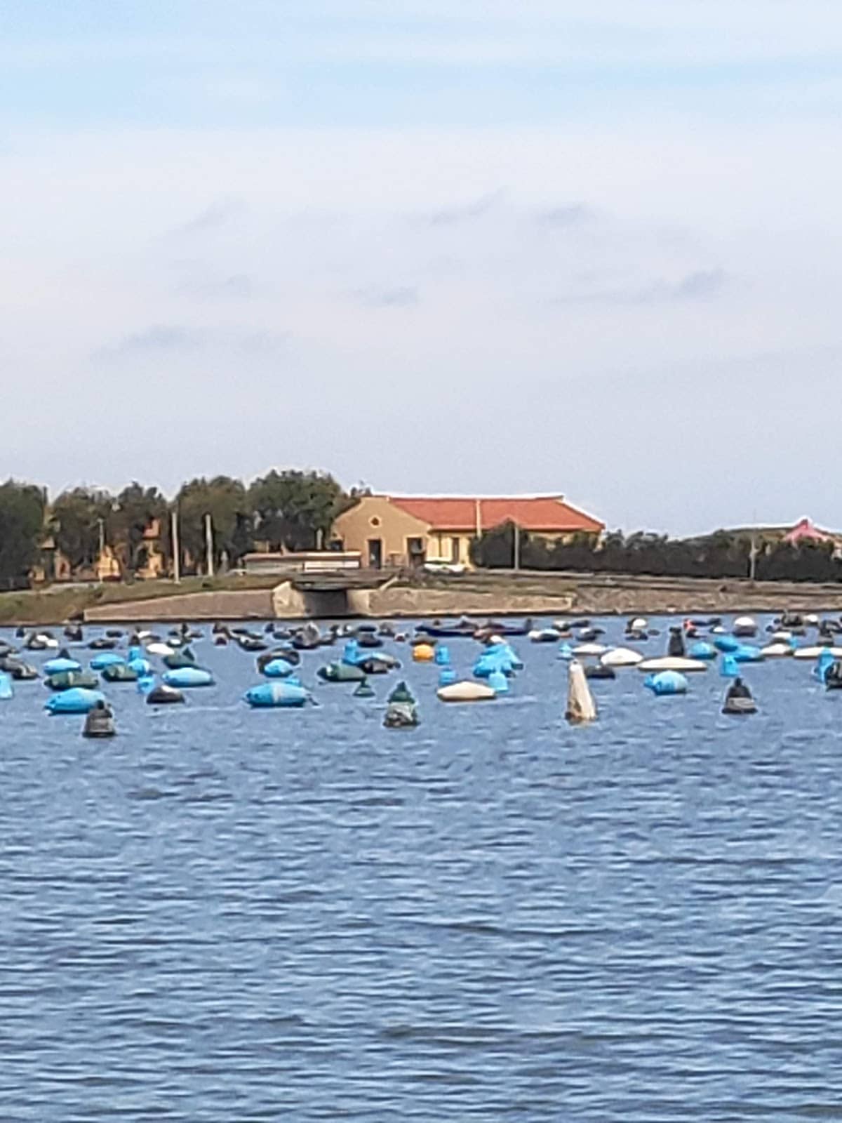Ready-Made Swordfish Rolls