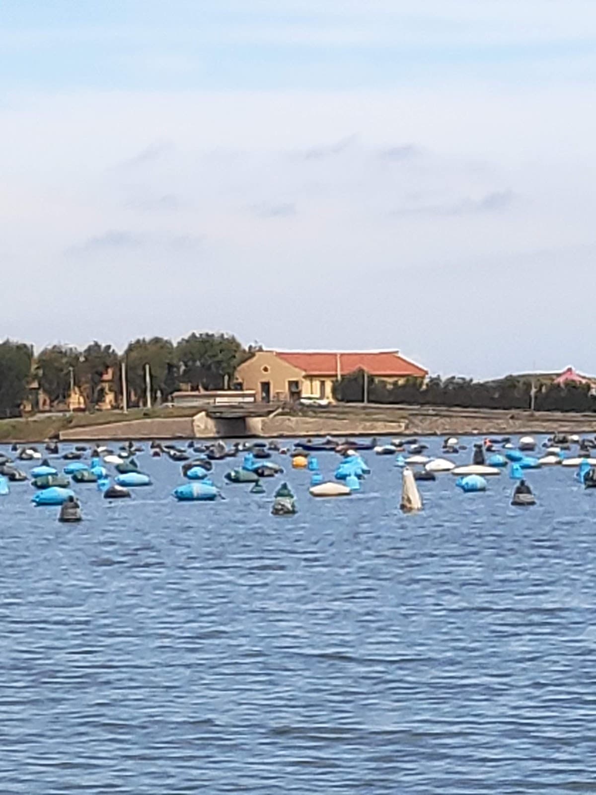 Ganzirri Mussel Farms - Image 1