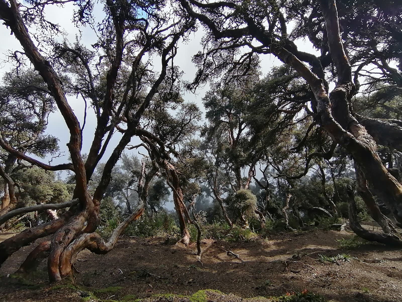 Bosque de Polylepis (Chimborazo) - Image 1