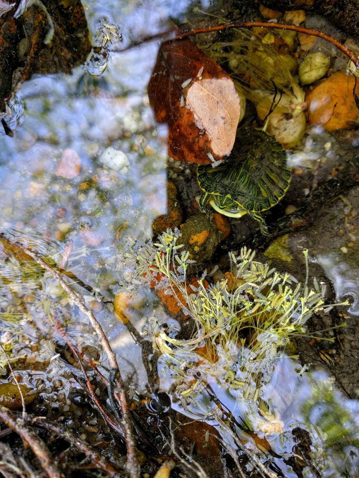 Cannibal Roller Coaster